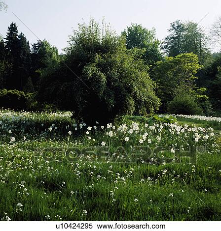 White narcissi in long grass in large country garden in Spring View Large Photo Image Stock Photography - White narcissi in long grass in large country garden in Spring. Fotosearch