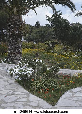 Picture - White osteospermum in triangular bed between paving in Moroccan garden. Fotosearch