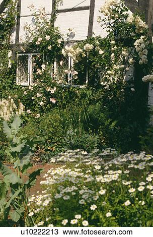 Stock Image - White roses and daisies in garden in front of timbered white country cottage. Fotosearch