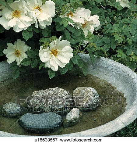 Stock Photo - White roses and pebbles in small circular stone bowl. Fotosearch