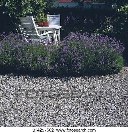 White seating in a shady corner with swathe of lavender View Large Photo Image Stock Image - White seating in a shady corner with swathe of lavender . Fotosearch