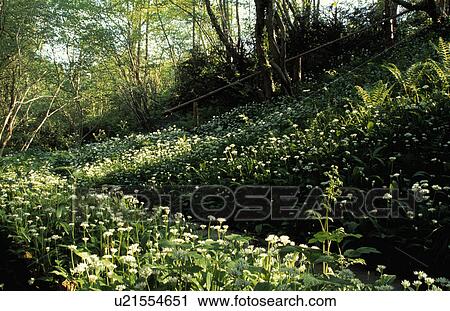 Stock Image - Wild garlic in woodland garden. Fotosearch