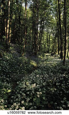Stock Image - Wild garlic in woodland. Fotosearch