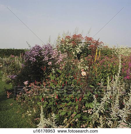Wildflower border in country garden in summer View Large Photo Image Stock Image - Wildflower border in country garden in summer. Fotosearch