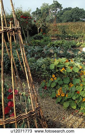 Stock Image - Willow wigwam in country vegetable garden in summer. Fotosearch