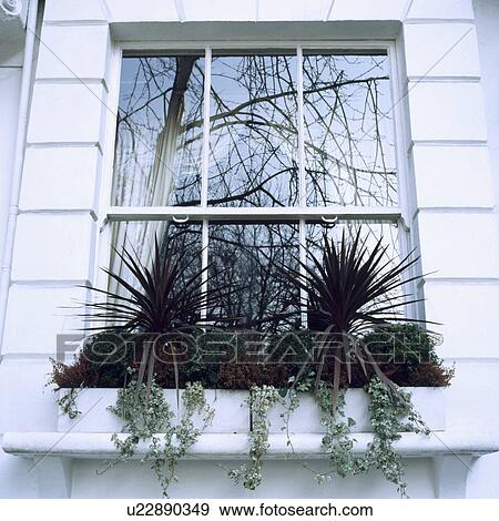 Windowbox planted with evergreens-phormium, box and trailing variagated ivy. View Large Photo Image Stock Photo - Windowbox planted with evergreens-phormium, box and trailing variagated ivy.. Fotosearch