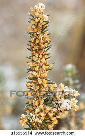winter, frost, ulex europaeus, shrub, plants View Large Photo Image Picture - winter, frost, ulex europaeus, shrub, plants. Fotosearch