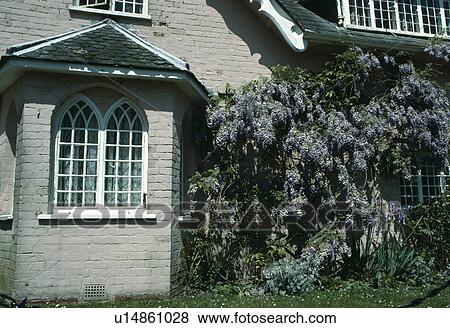 Stock Photo - Wisteria on front of grey cottage with Gothic window. Fotosearch