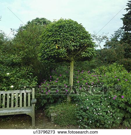 Stock Image - Wooden bench below clipped tree in country garden in summer. Fotosearch