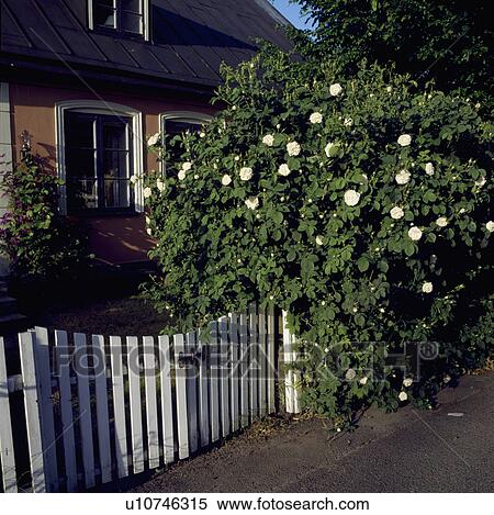 Wooden Gates In Fence In Front Of House In The Country Stock