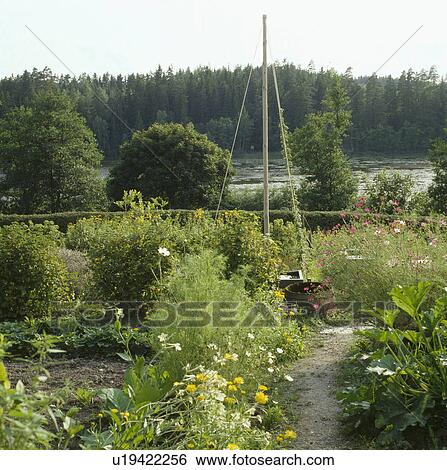 Wooden plant support in country vegetable garden View Large Photo Image Stock Photograph - Wooden plant support in country vegetable garden . Fotosearch