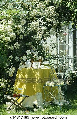 Stock Photography - Yellow cloth on table below white roses. Fotosearch