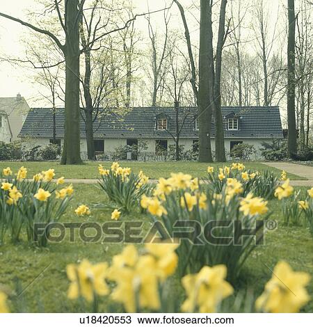 Yellow daffodils on lawn of largen country garden in spring View Large Photo Image Stock Image - Yellow daffodils on lawn of largen country garden in spring. Fotosearch