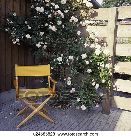 Stock Photo - Yellow directors chair and white roses against wooden fence in small garden in summer. Fotosearch