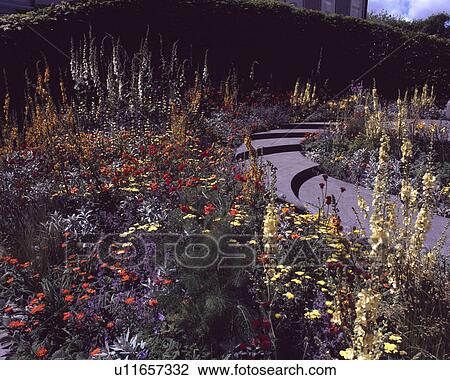 Yellow flowering summer plants in country garden View Large Photo Image Stock Image - Yellow flowering summer plants in country garden. Fotosearch