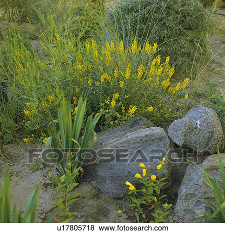 Yellow genista and large boulders in rock garden View Large Photo Image Stock Photo - Yellow genista and large boulders in rock garden. Fotosearch