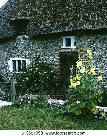 Yellow hollyhocks in front of brick and flint thatched cottage View Large Photo Image Stock Photo - Yellow hollyhocks in front of brick and flint thatched cottage. Fotosearch