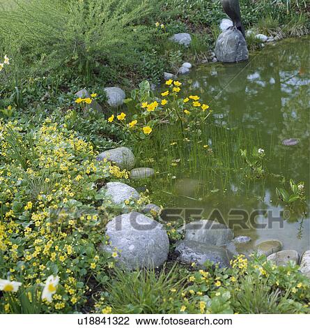 Yellow kingcups and large stones beside natural pond in country garden View Large Photo Image Stock Image - Yellow kingcups and large stones beside natural pond in country garden. Fotosearch