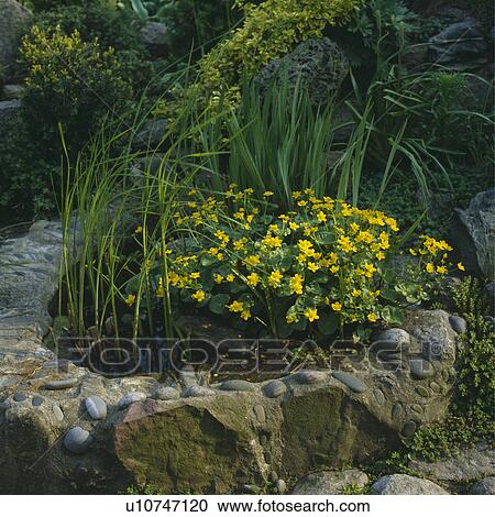 Yellow kingcups and raised garden pond View Large Photo Image Stock Image - Yellow kingcups and raised garden pond. Fotosearch