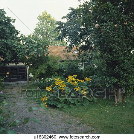 Stock Image - Yellow ligularia beside paved path in country garden in summer. Fotosearch