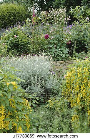 Stock Photo - Yellow lysimachia and grey helichrysum italicum in summer garden border. Fotosearch