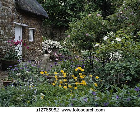Stock Image - Yellow meconopsis in border in cottage garden in summer. Fotosearch