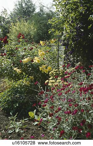 Yellow oenothera and pink lychnis coronaria in summer garden border View Large Photo Image Stock Photo - Yellow oenothera and pink lychnis coronaria in summer garden border. Fotosearch
