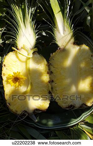 yellow, outside, still-life, fruit, food View Large Photo Image Stock Photo - yellow, outside, still-life, fruit, food. Fotosearch