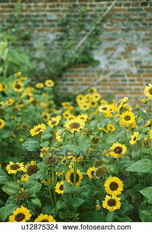 Picture - Yellow perennial sunflowers in summer garden border. Fotosearch