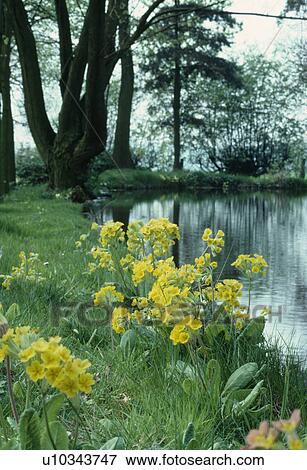 Yellow primula "bulleyana" growing on grassy riverbank View Large Photo Image Stock Photo - Yellow primula "bulleyana" growing on grassy riverbank. Fotosearch