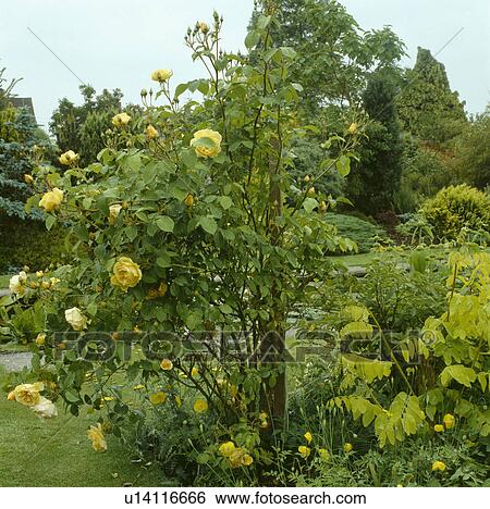 Stock Photograph - Yellow roses in late summer border in country garden. Fotosearch