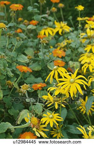 Yellow rudbeckia and orange geum in summer garden border View Large Photo Image Stock Photography - Yellow rudbeckia and orange geum in summer garden border. Fotosearch