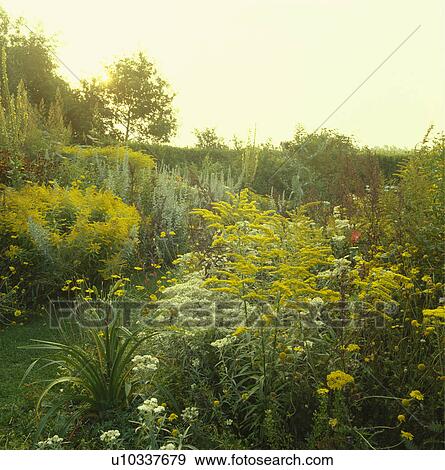 Yellow solidago in wildflower border in country garden in late summer View Large Photo Image Stock Photo - Yellow solidago in wildflower border in country garden in late summer. Fotosearch