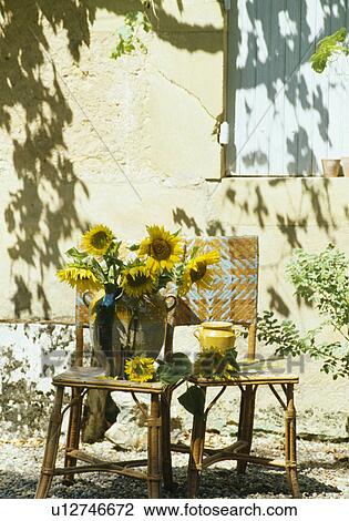 Yellow sunflowers on chairs in country garden in summer View Large Photo Image Stock Image - Yellow sunflowers on chairs in country garden in summer. Fotosearch
