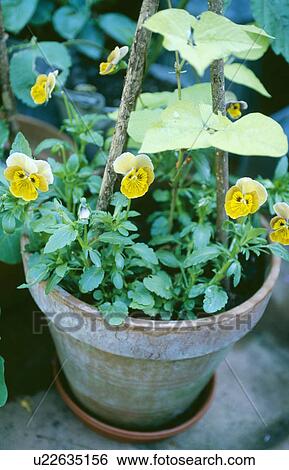 Stock Photograph - Yellow violas and green bean seedlings in old terracotta pot. Fotosearch