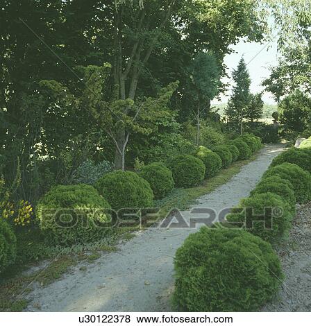 切られる 低木 上に どちらか 側 の 道 中に 大きい 国の庭 中に 夏 写真館 イメージ館 U Fotosearch
