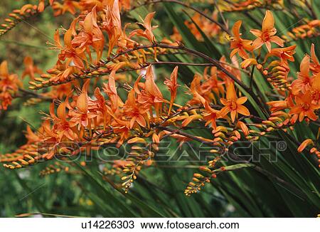 Stock Image - &#13; &#10; Close up of flaming orange montbretia&#13; &#10;. Fotosearch