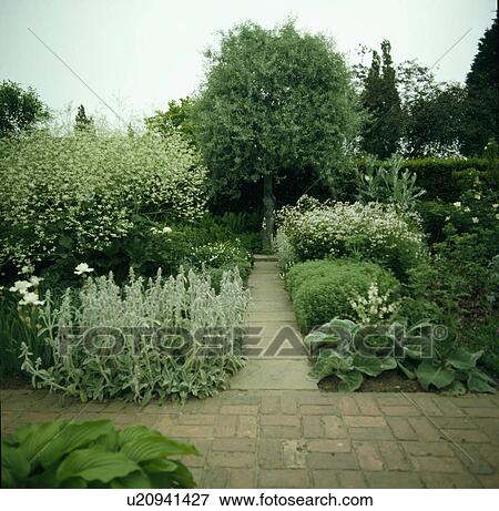Picture Of 13 10 Brick Paths In White Garden At Sissinghurst 13 10 Brick Paths In White Garden At Sissinghurst Showing Silver And Grey Foliage Plants Olive Mullien Lamb S Ears Crambe