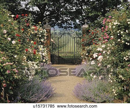 A rose lined gravel path leading to a view through an imposing iron gate. View Large Photo Image Stock Photography - A rose lined gravel path leading to a view through an imposing iron gate.. Fotosearch