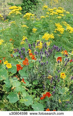 Achillea and nasturtiums with lavender in herbaceous border in country garden in summer View Large Photo Image Stock Photo - Achillea and nasturtiums with lavender in herbaceous border in country garden in summer. Fotosearch