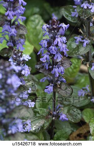 ajuga, perennial, blue, plants View Large Photo Image Stock Photo - ajuga, perennial, blue, plants. Fotosearch