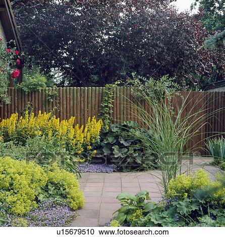 Alchemilla Mollis and Lysimachia in paved town garden in summer View Large Photo Image Stock Image - Alchemilla Mollis and Lysimachia in paved town garden in summer. Fotosearch