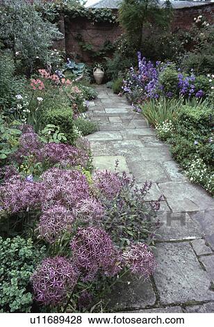 Stock Photo - Allium "Christophii" in summer flowering border beside stone paved path to pithoi pot in walled garden. Fotosearch