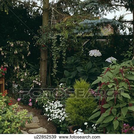 Stock Photo - Amaranthus in summer border in town garden. Fotosearch