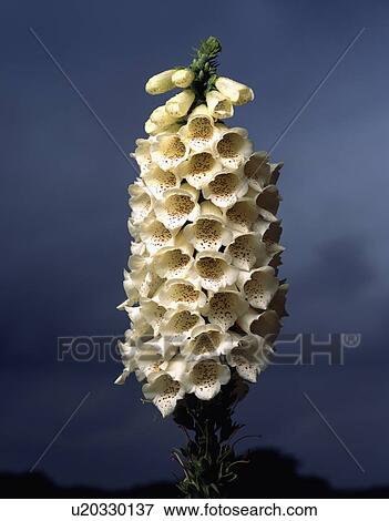 annuals, white, digitalis, foxglove, plants View Large Photo Image Stock Photo - annuals, white, digitalis, foxglove, plants. Fotosearch