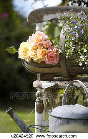 Stock Image - Antique watering can in front of old wooden chair with trug of roses. Fotosearch