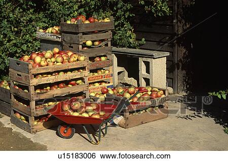 Stock Photograph - Apples boxed for selling.. Fotosearch