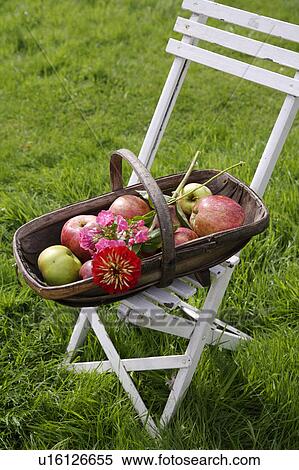 Apples in wooden trug on white table View Large Photo Image Stock Photography - Apples in wooden trug on white table. Fotosearch