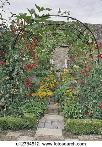 Arched iron pergola with scarlet runner beans. View Large Photo Image Stock Image - Arched iron pergola with scarlet runner beans.. Fotosearch