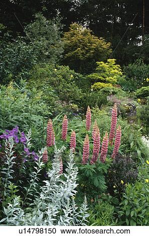 Stock Image - Artemisia "Ludoviciana" and pink lupins in front of shrubs in summer garden border. Fotosearch